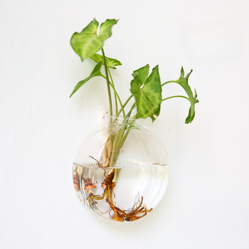 벽걸이 유리 테라리움 - 가정 및 사무실 장식용 자동  - Self-Watering Planter 리뷰 및 가격